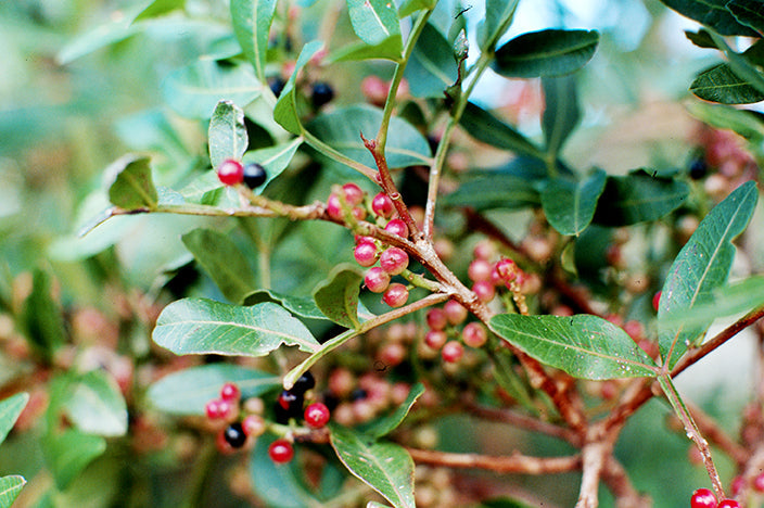 Characteristics of some less common essential oils