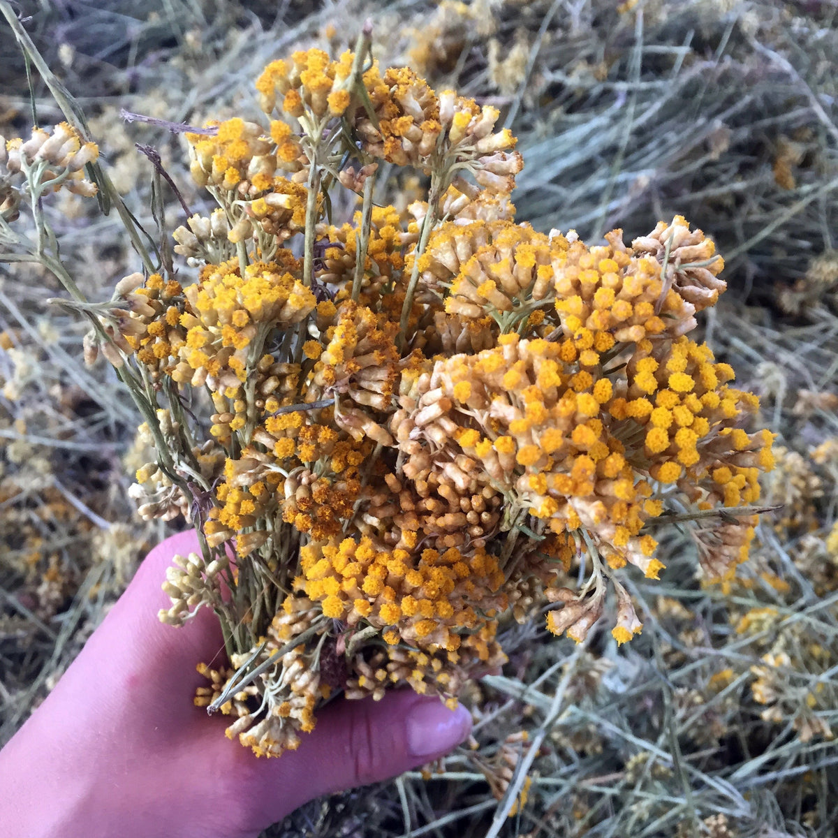 Helichrysum/Everlasting Hydrosol