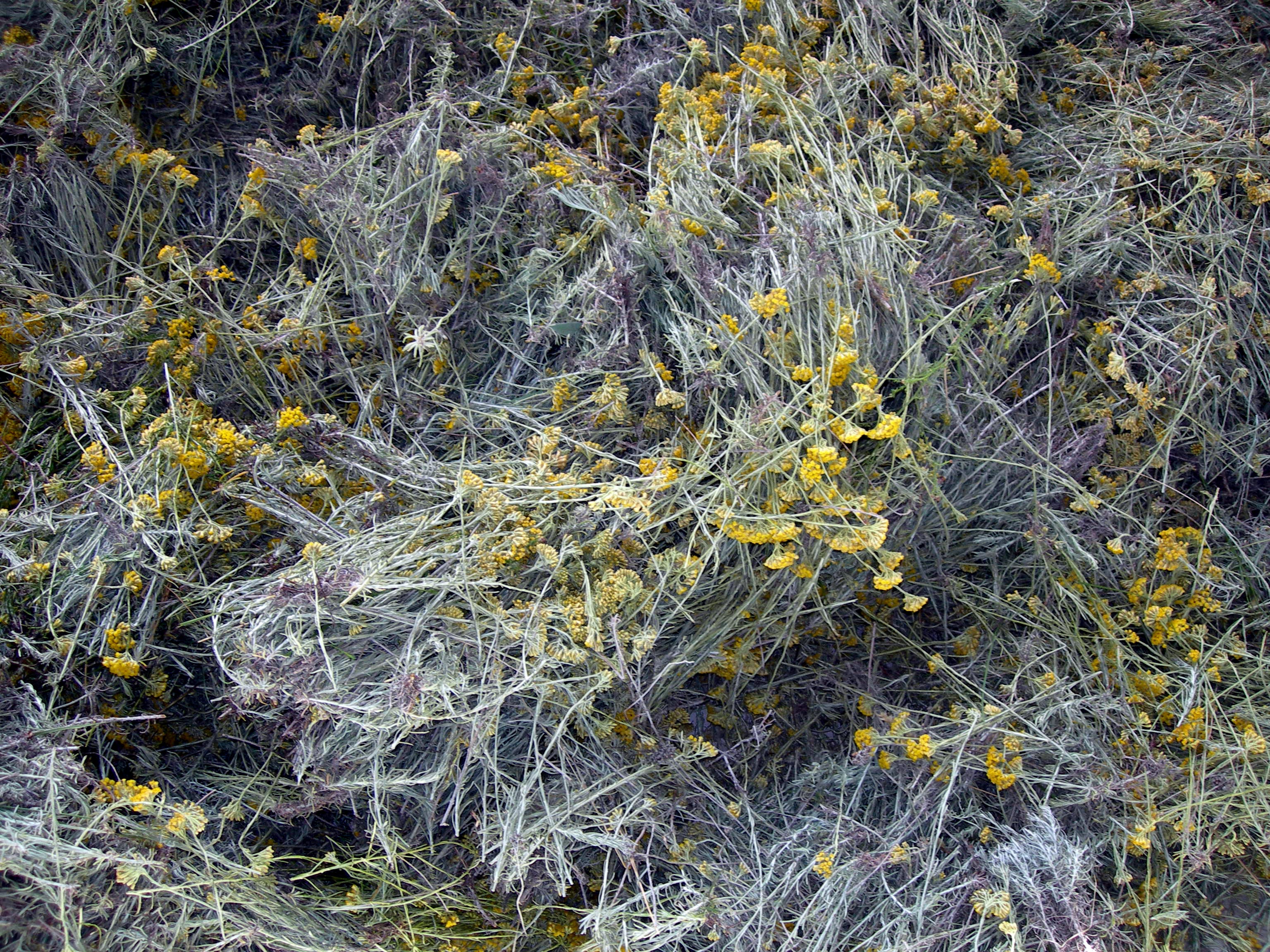 Everlasting - The Healer of Almost Everything