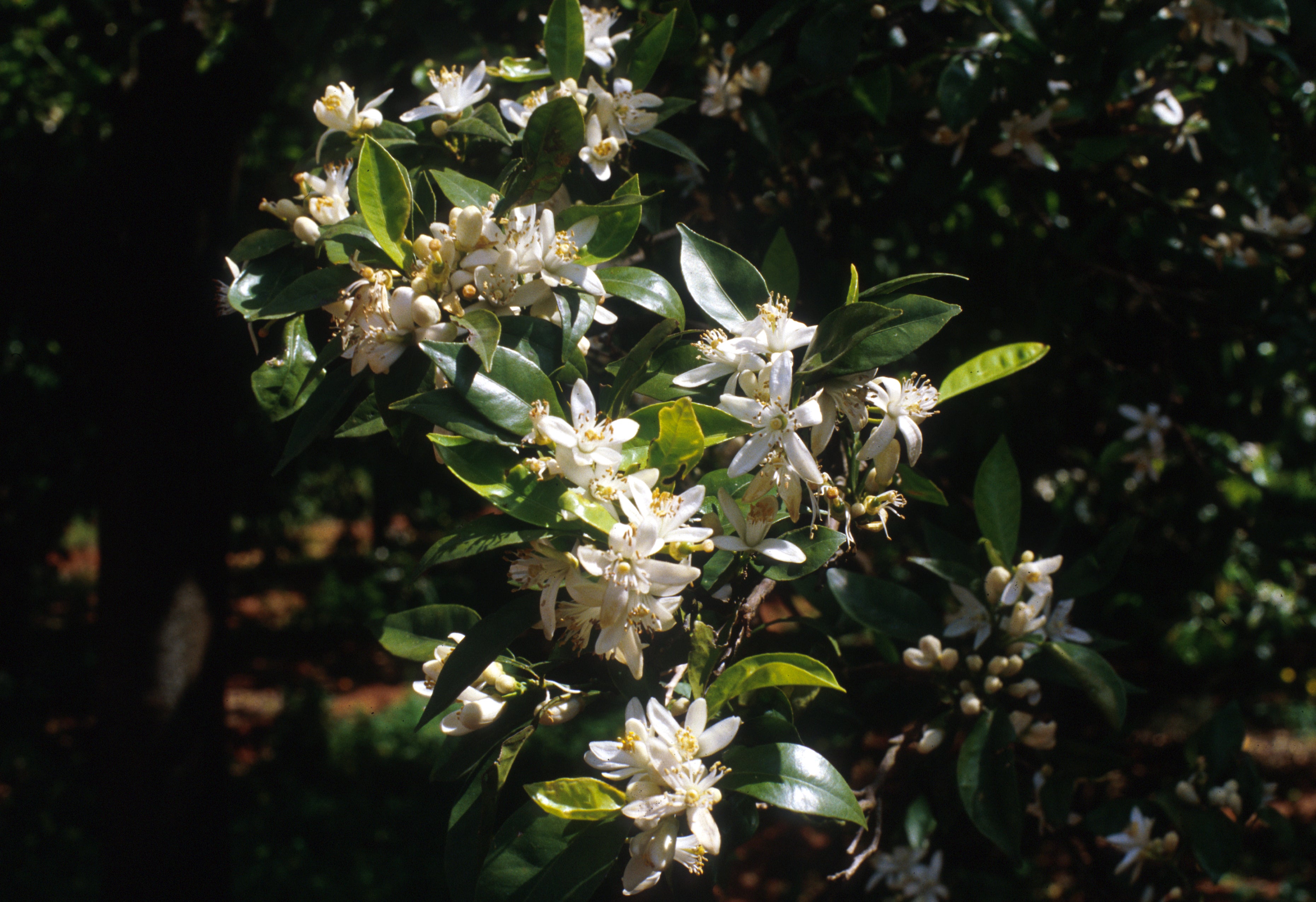 Neroli Grove