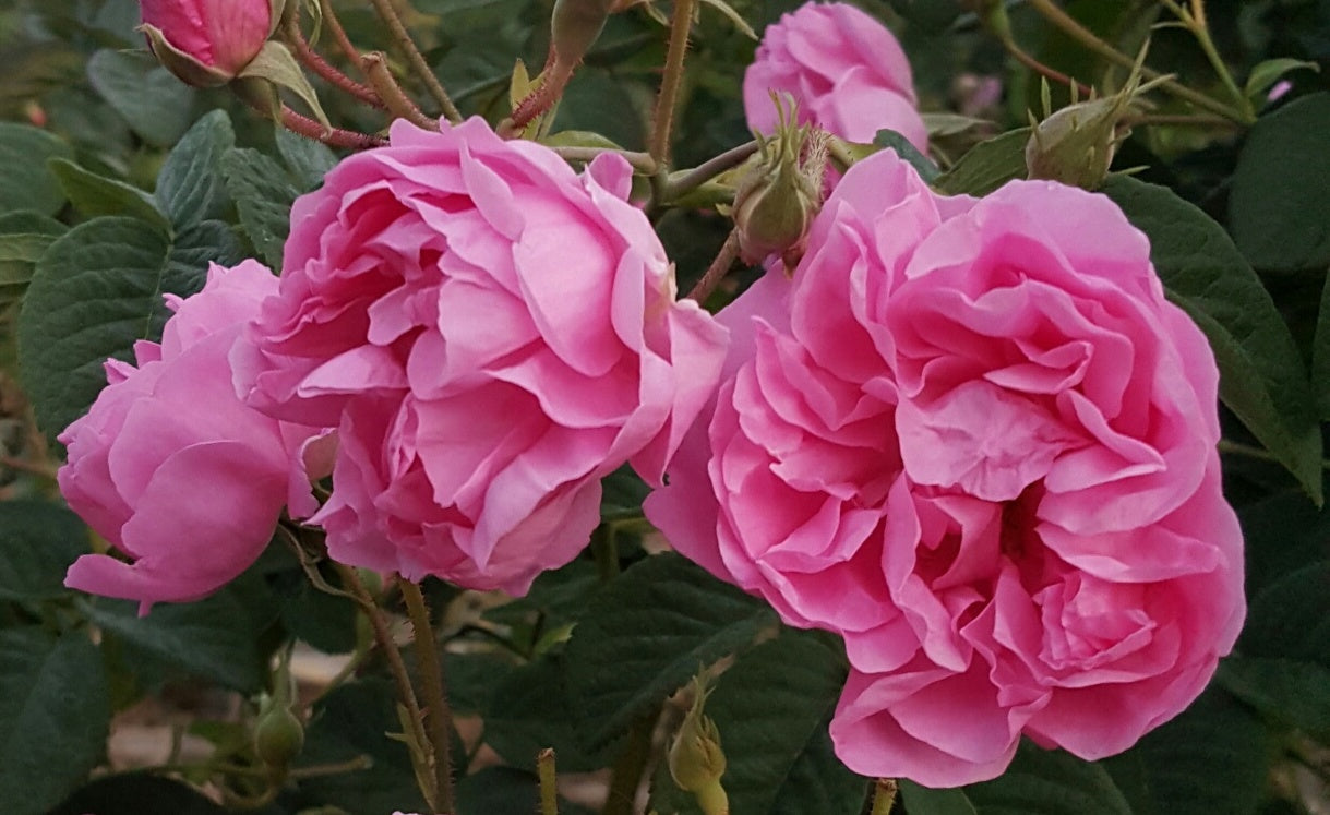 Rosa damascena: Distillation time is June