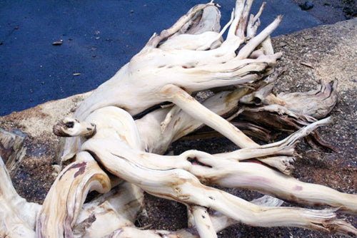 Sandalwood from Sri Lanka