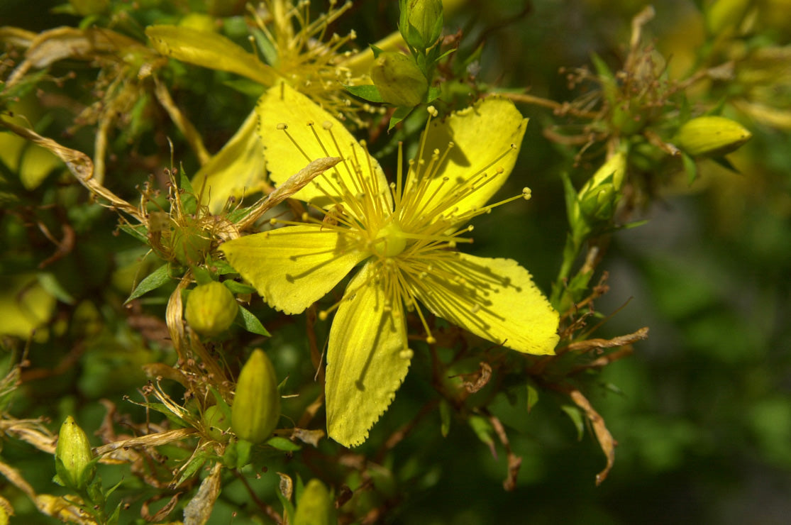 St. Johnswort - From the desk of Kurt Schnaubelt, PhD