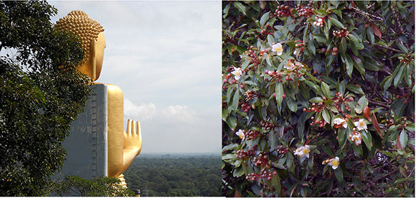 The Beauty of Sri Lanka