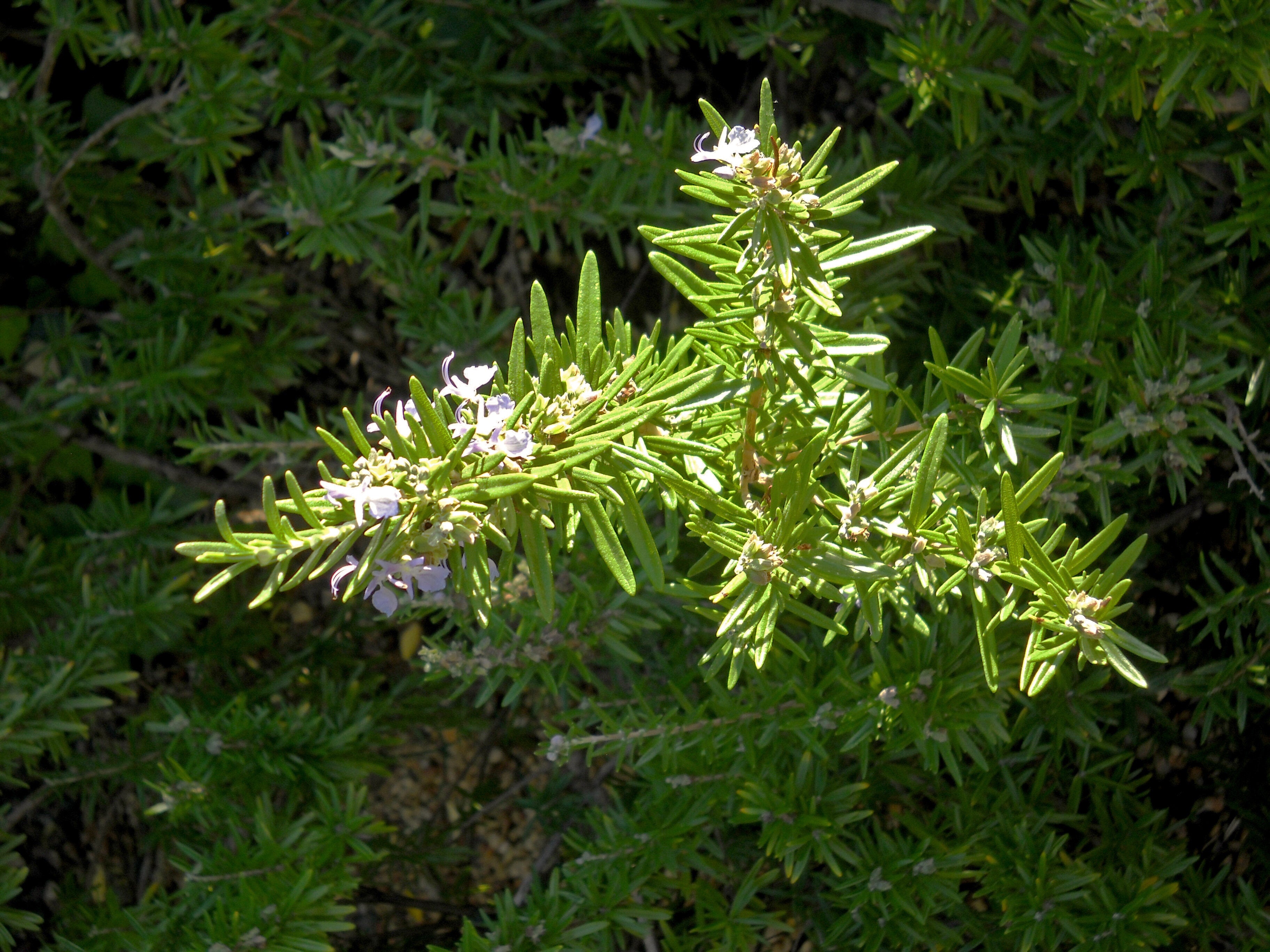 Rosemary Verbenone, Organic