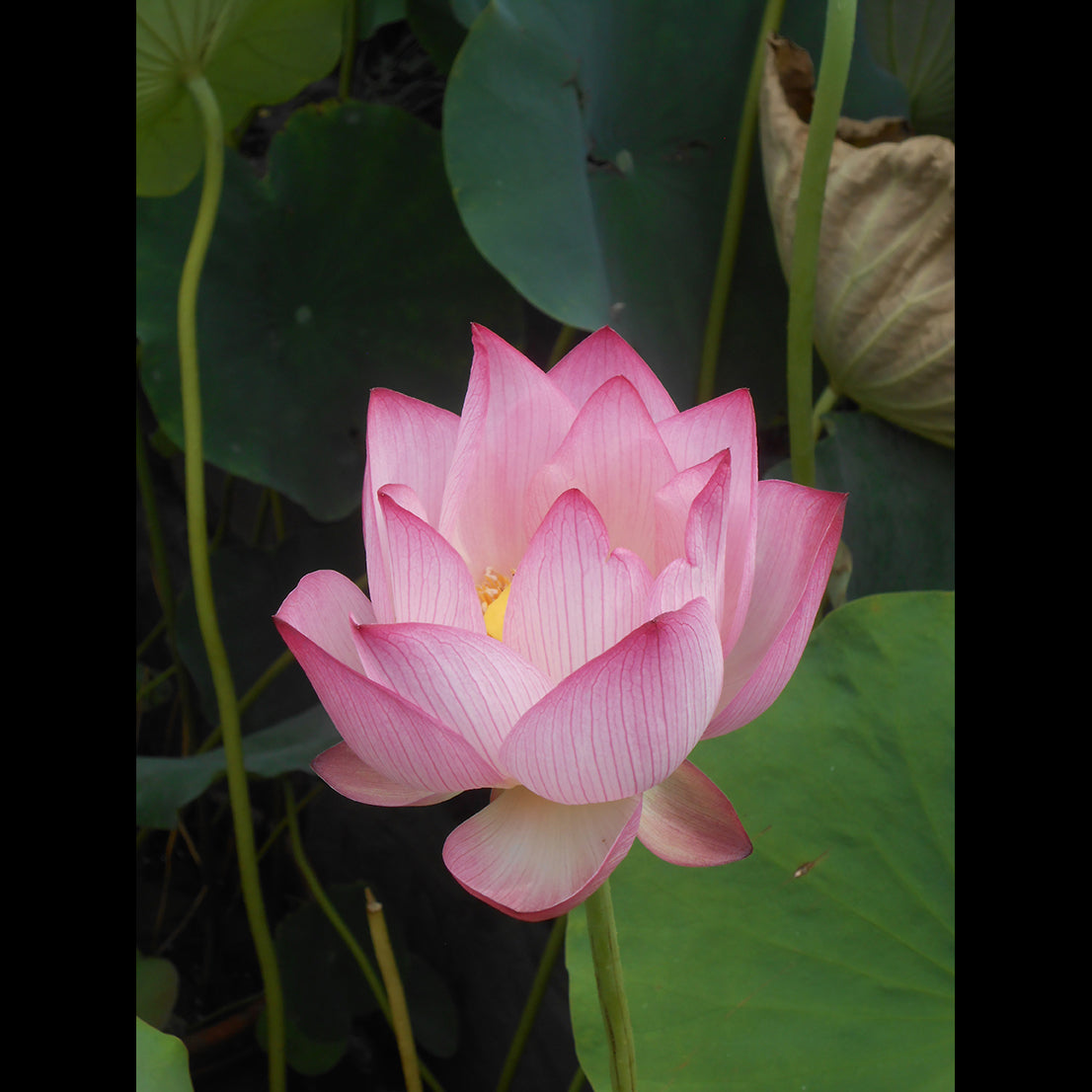 Asia Aromatherapy Paper PDF