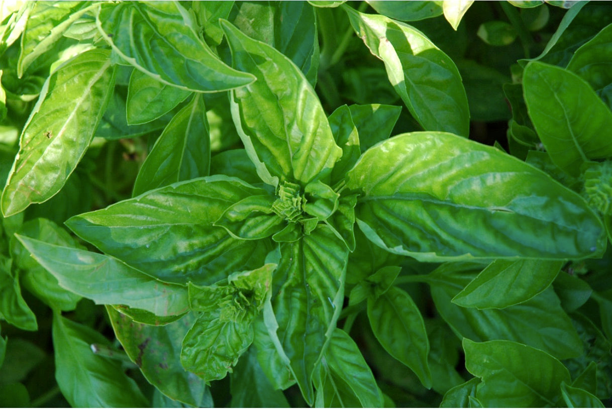 Basil Exotic (Madagascar), Organic