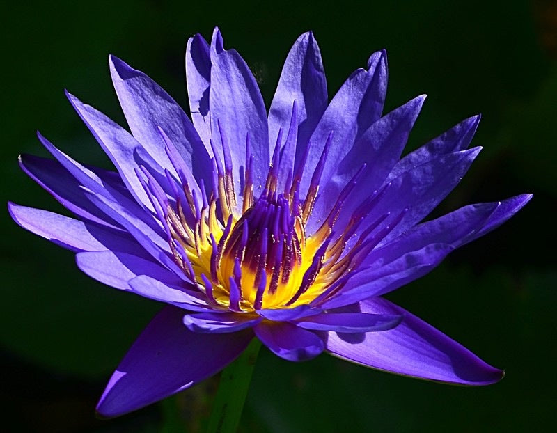 Floral Newsletter 2018 PDF