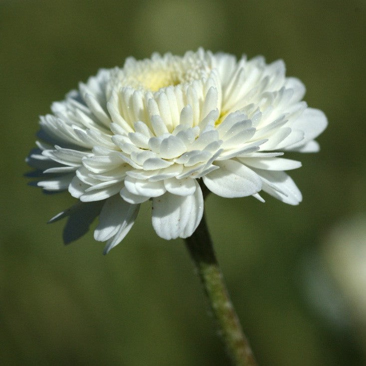 Chamomile, Roman (France)