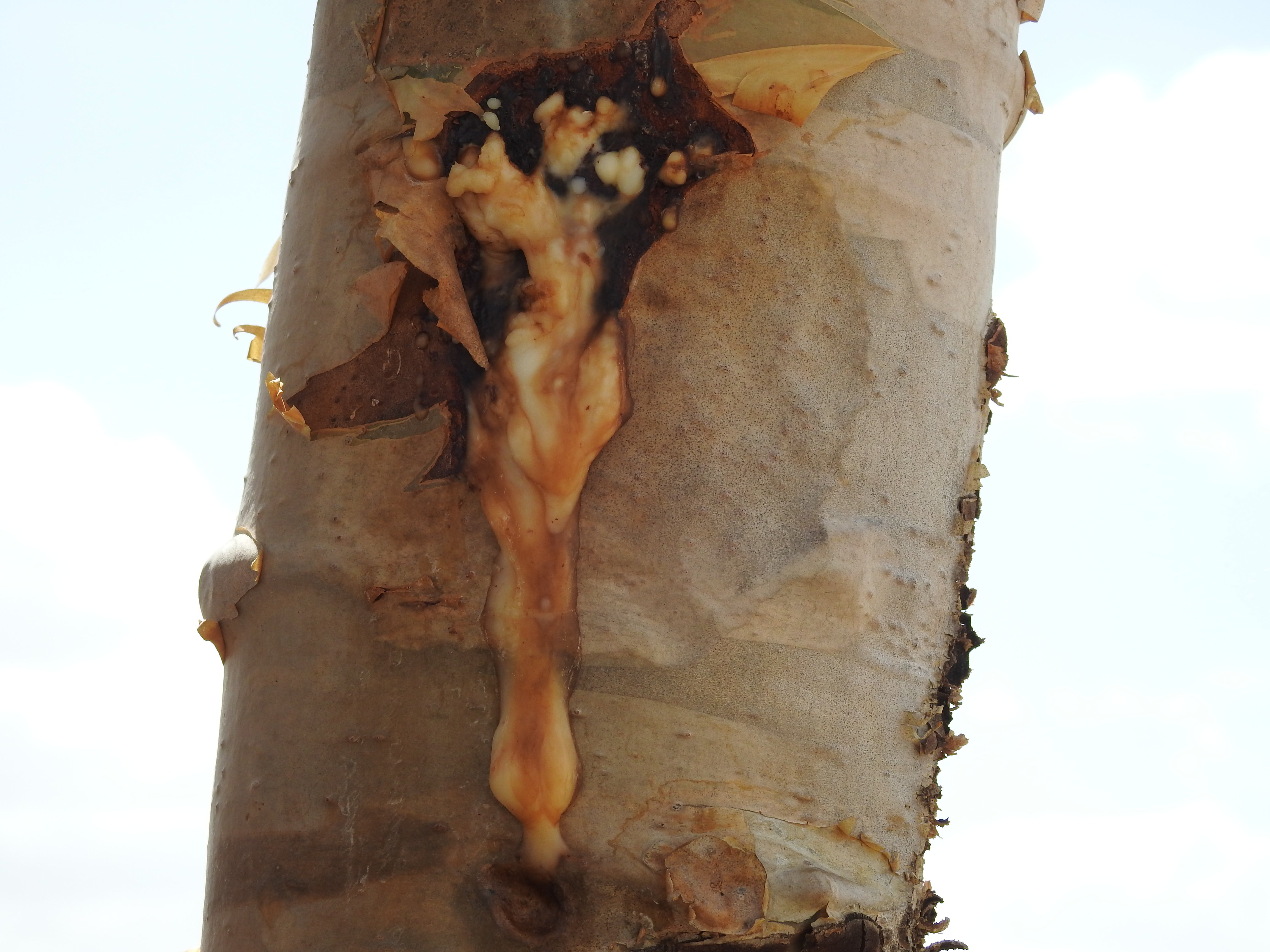 Frankincense Steam Distilled