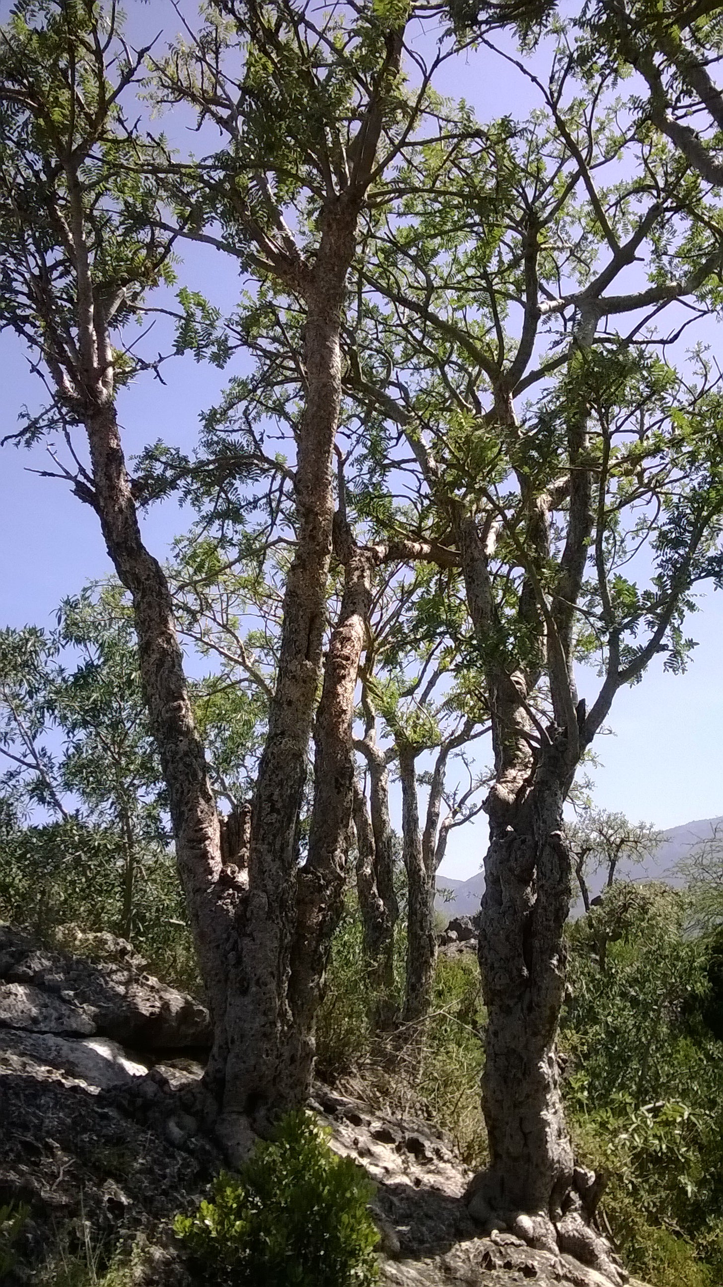 Frankincense Steam Distilled