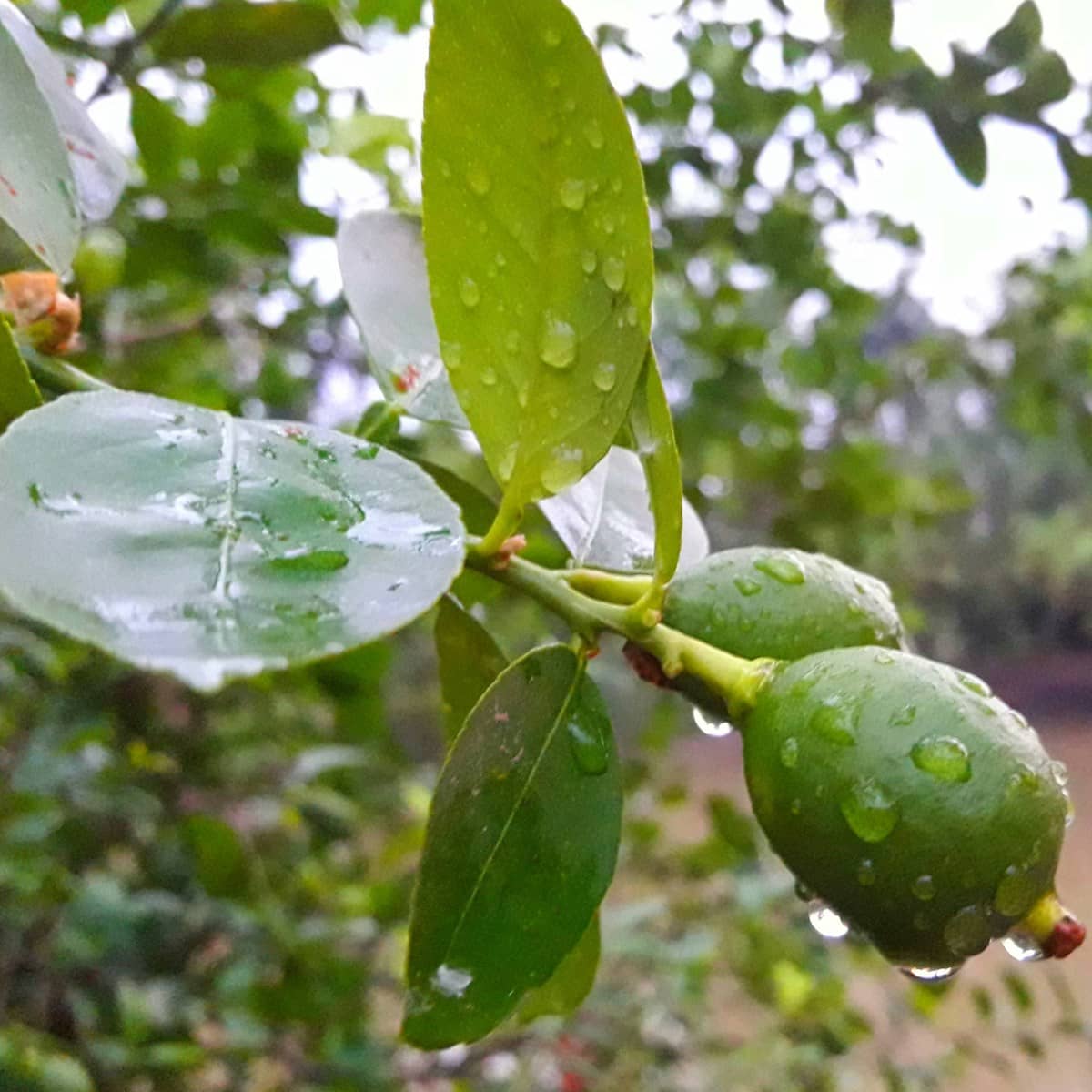 Guava Leaf