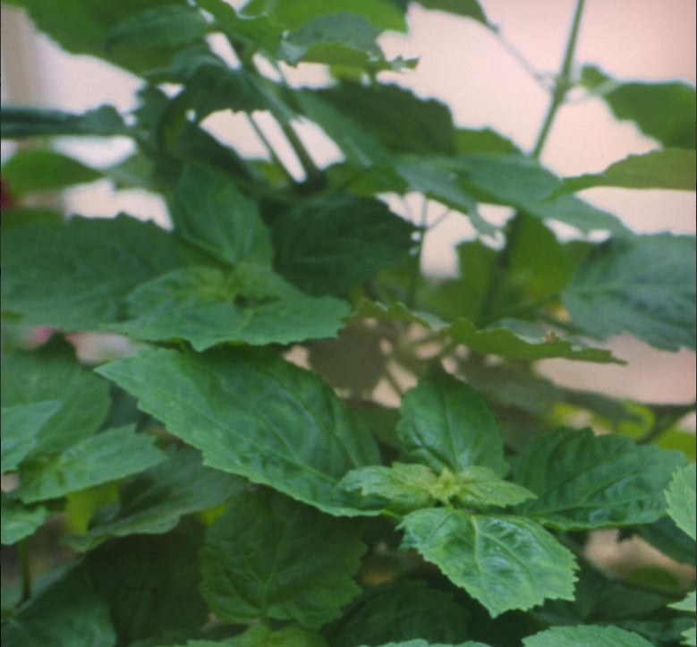 Patchouli (Sri Lanka), Organic