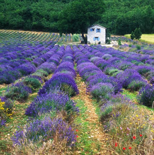 Aromatherapy Lifestyle Workshop: The Art & Science of Aromatherapy