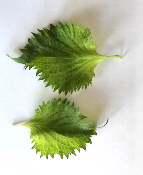 Shiso Leaf