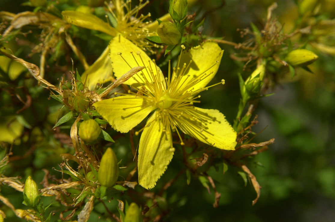 St. Johnswort SIMPLES