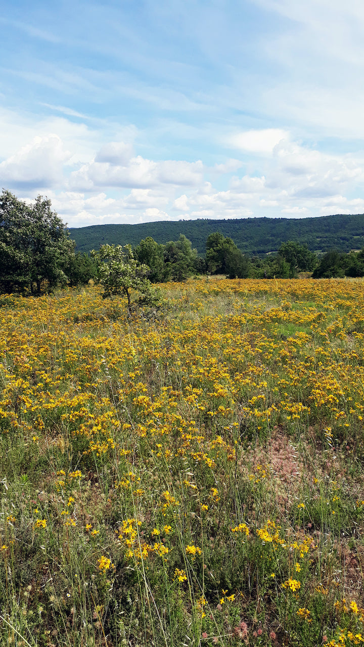 St. Johnswort SIMPLES