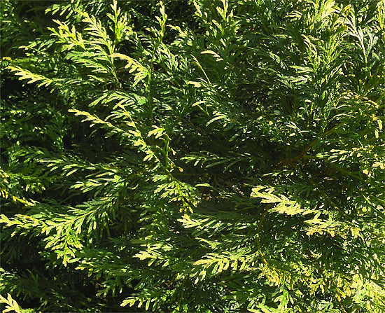 Taiwan Incense Cedar