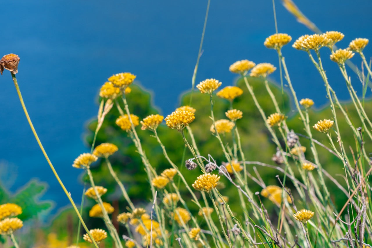 Everlasting (Bosnia), Organic