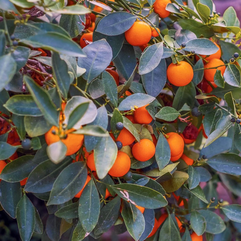 Mandarin, Red, Organic