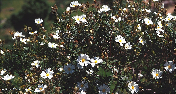 Rock Rose, Organic
