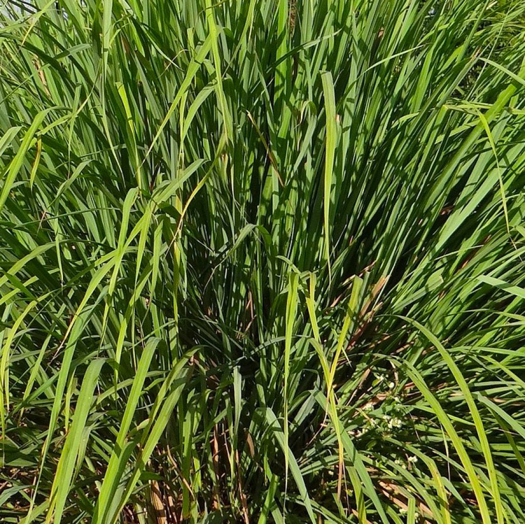 Citronella (Sri Lanka), Organic