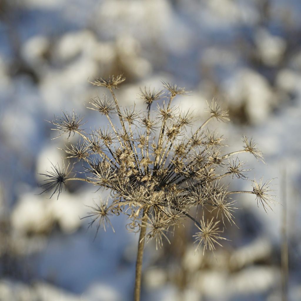 Carrot Seed