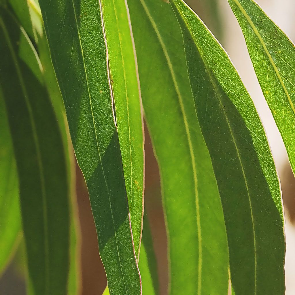 Eucalyptus Dives, Organic