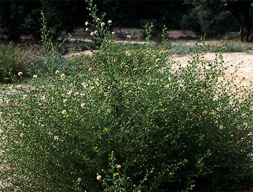 Inula Graveolens, Organic (Corsica)