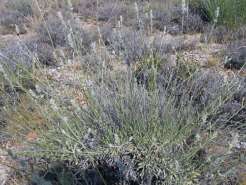 Spike Lavender, Organic
