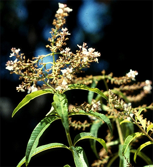 Lemon Verbena