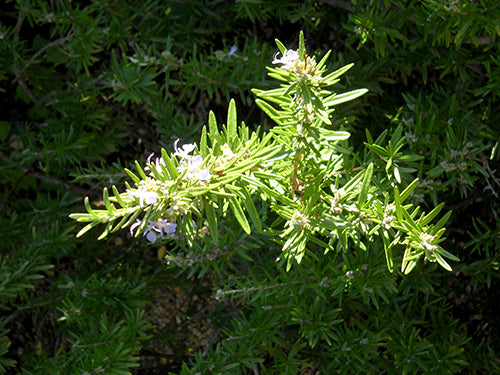 Rosemary Camphor, Organic