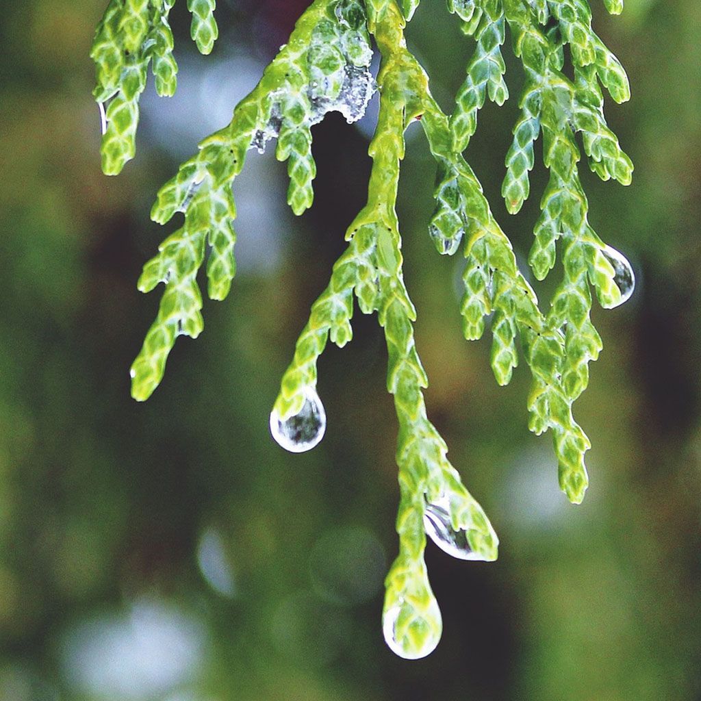 Cypress (Spain), Organic