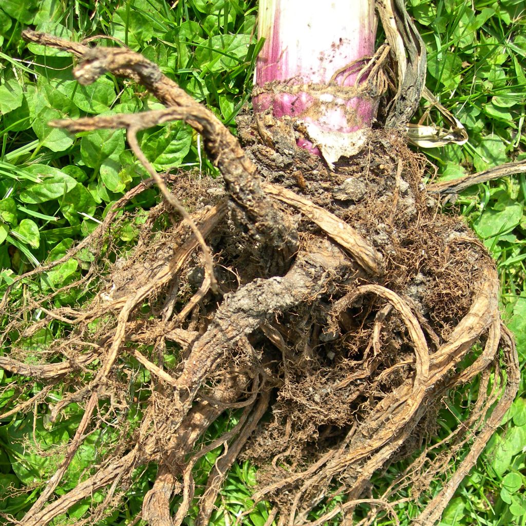 Angelica Root - DEMETER