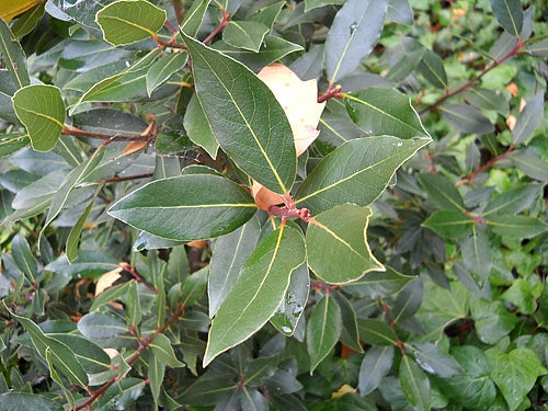 Bay Laurel, Organic