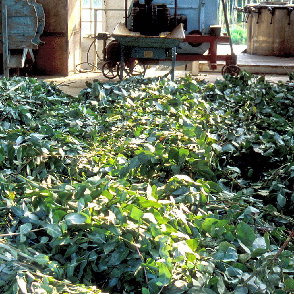 Eucalyptus Globulus One Year Leaf, Organic