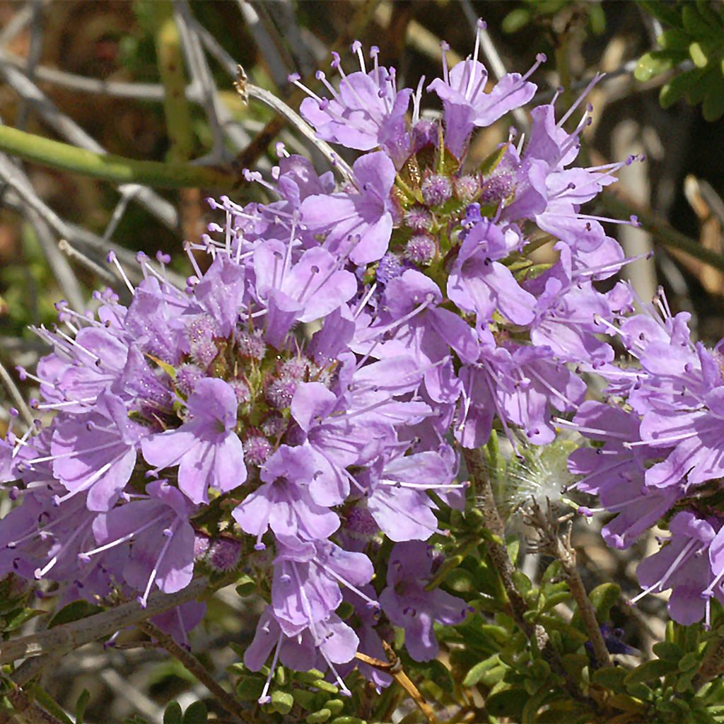 Thyme satureioides, Organic