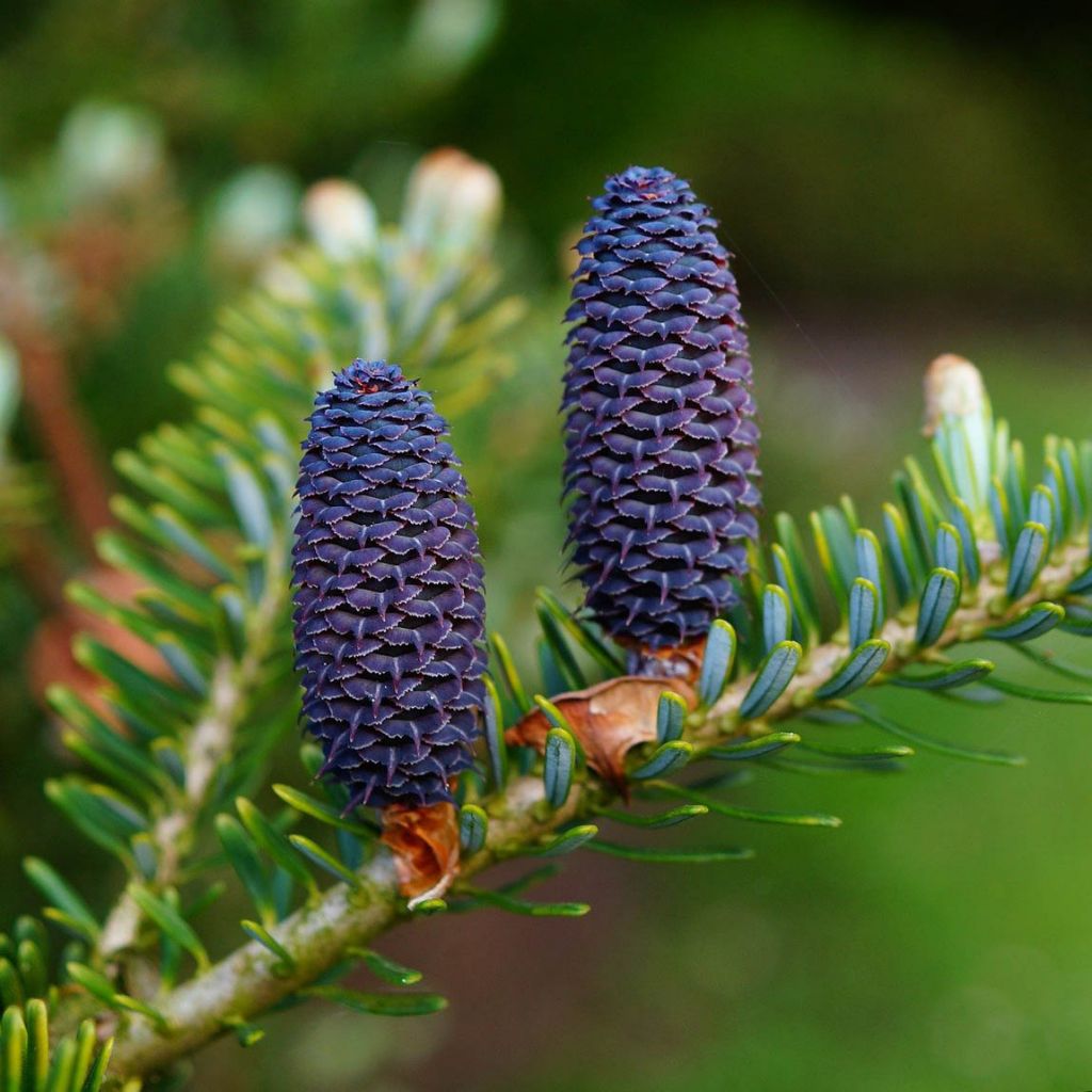 Fir, Siberian (Austria)