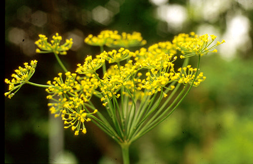 Dill Seed, Carvone, CO2