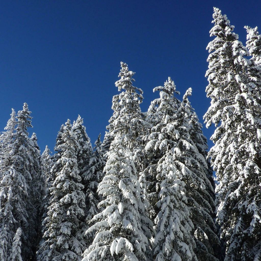 Fir, Siberian (Siberia)