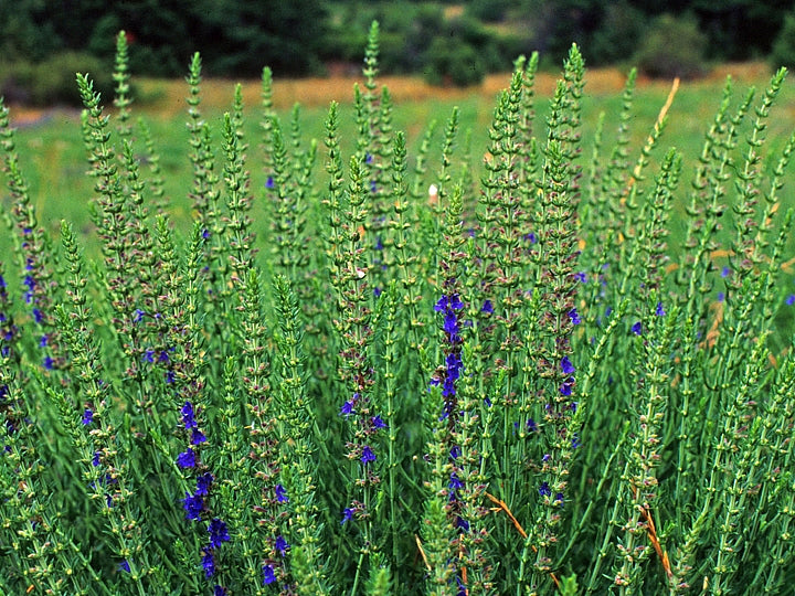Hyssop decumbens, SIMPLES-certified