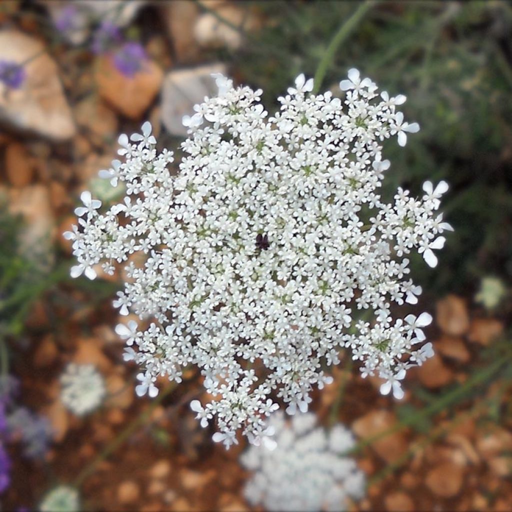 Carrot Seed, WILD