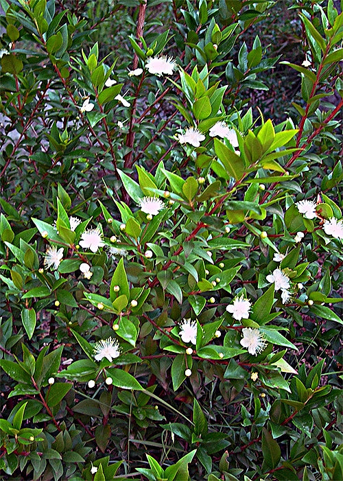 Myrtle, Green (Albania), Organic