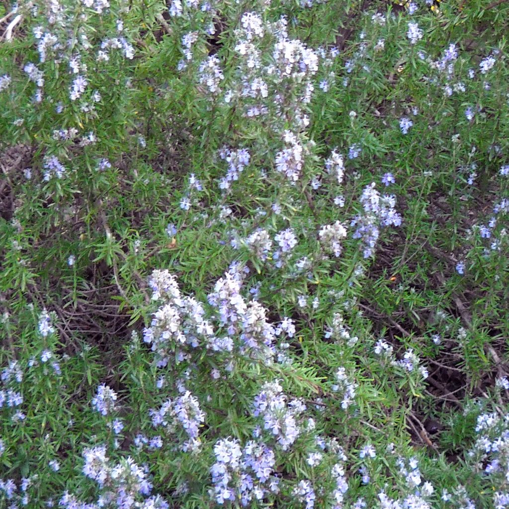 Rosemary Cineole, Organic