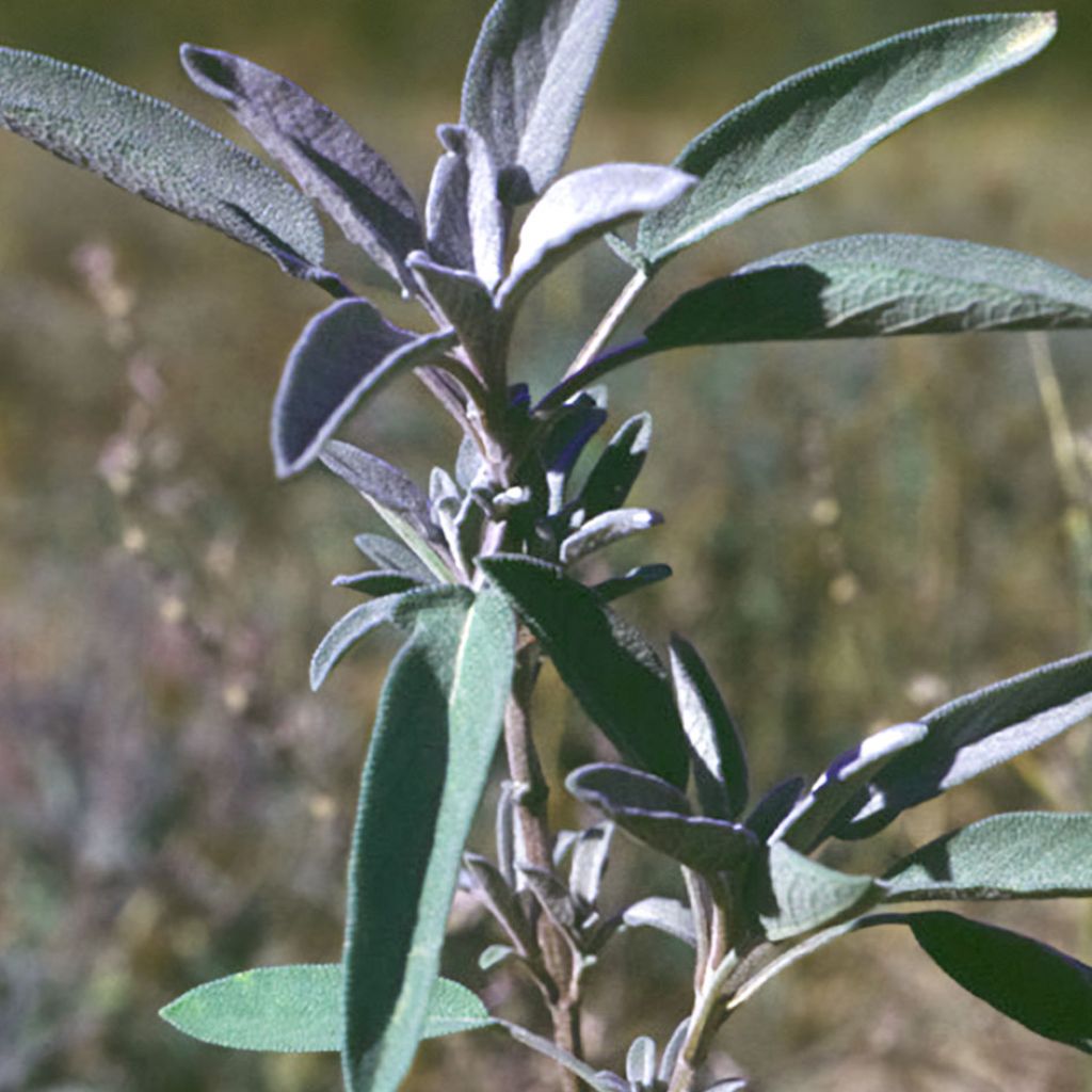 Sage, Organic