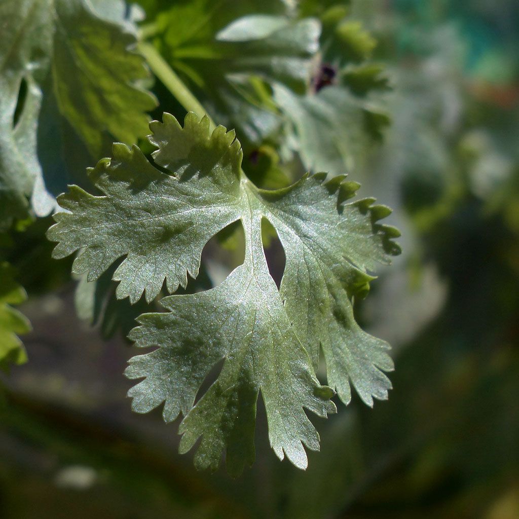 Cilantro