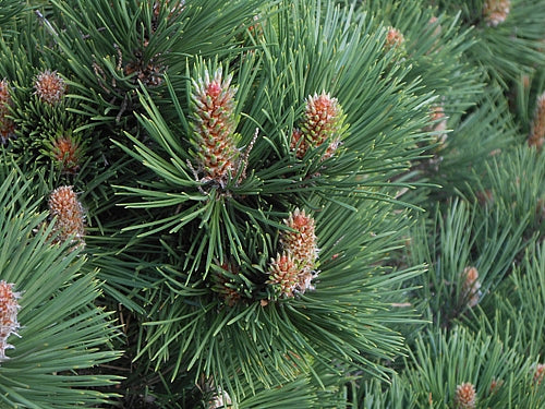 Pine, Black, Organic