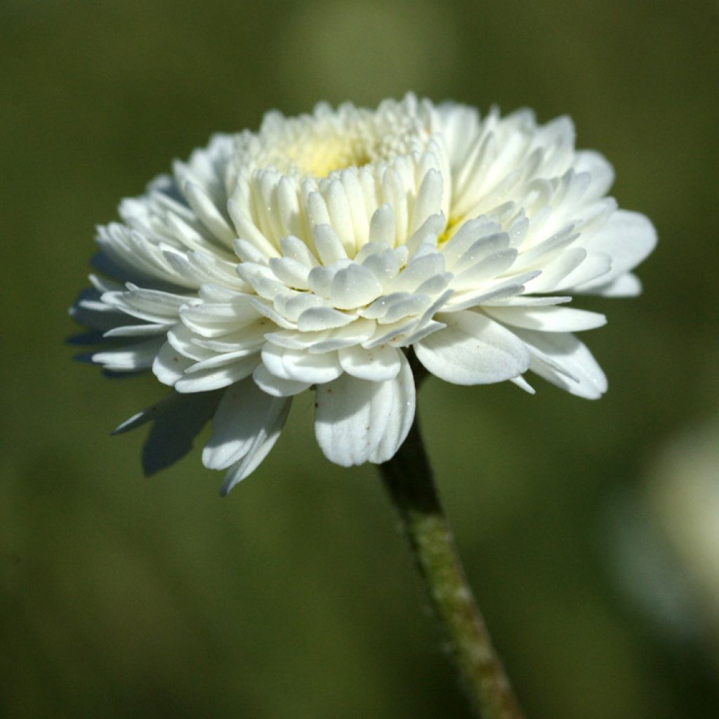 Chamomile, Roman (Bulgaria)