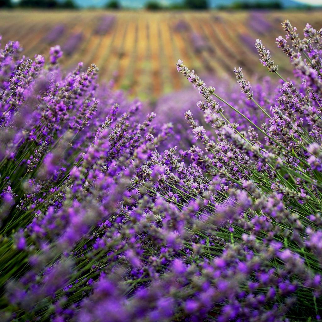 bulgarian lavender plants Lavender (Bulgaria) 500ml