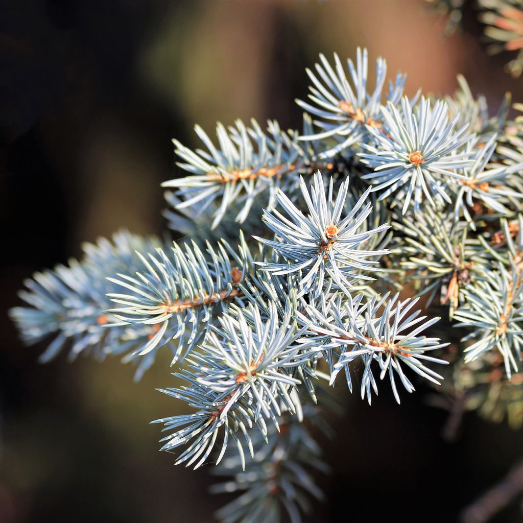 Fir, Silver, Organic